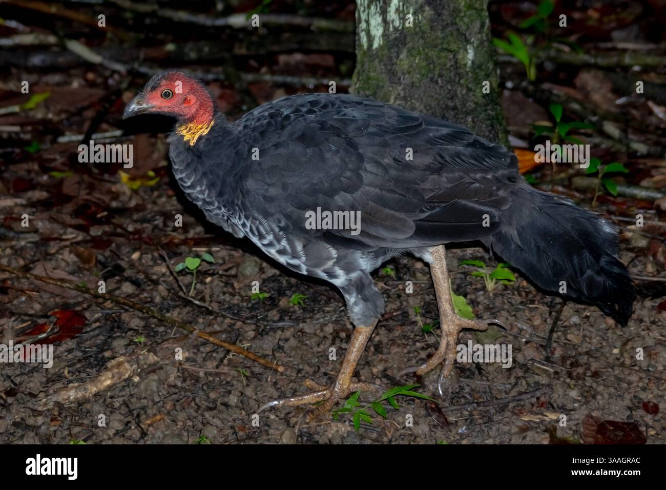 Australian Brush-turkey (Alectura lathami) che si forgia sul fondo della foresta del lago Eacham, Queensland, Australia Foto Stock