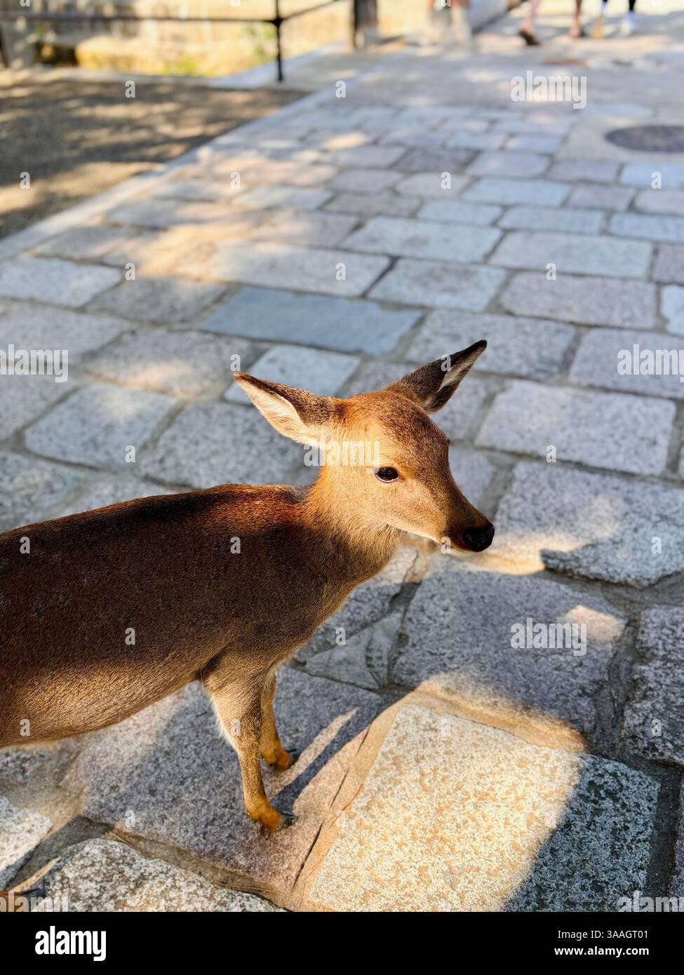 Un cervo sika selvatico sul campo erboso del parco di Nara con alberi sullo sfondo, Nara, regione del Kansai, Giappone - Immagine stock catturata con smartphone