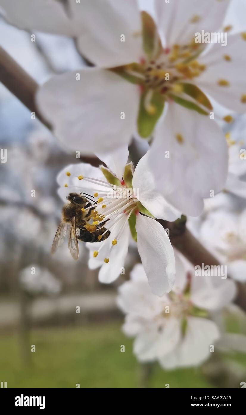 Ravvicinare un'ape delicata che raccoglie il polline dai mandorli in fiore. Impollinazione dei fiori primaverili per un raccolto ricco Foto Stock