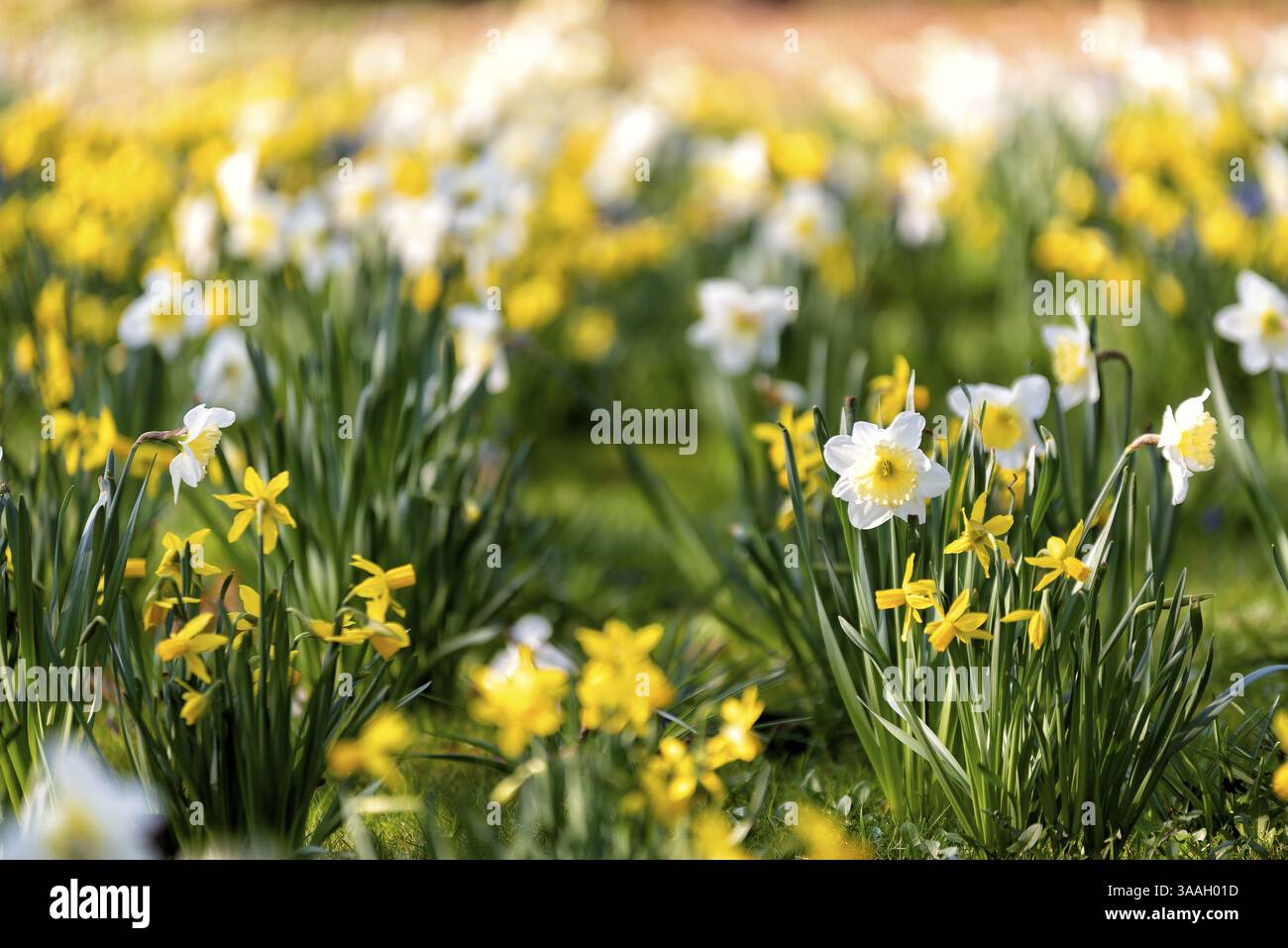 I narcisi del poeta in piena fioritura in primavera Foto Stock