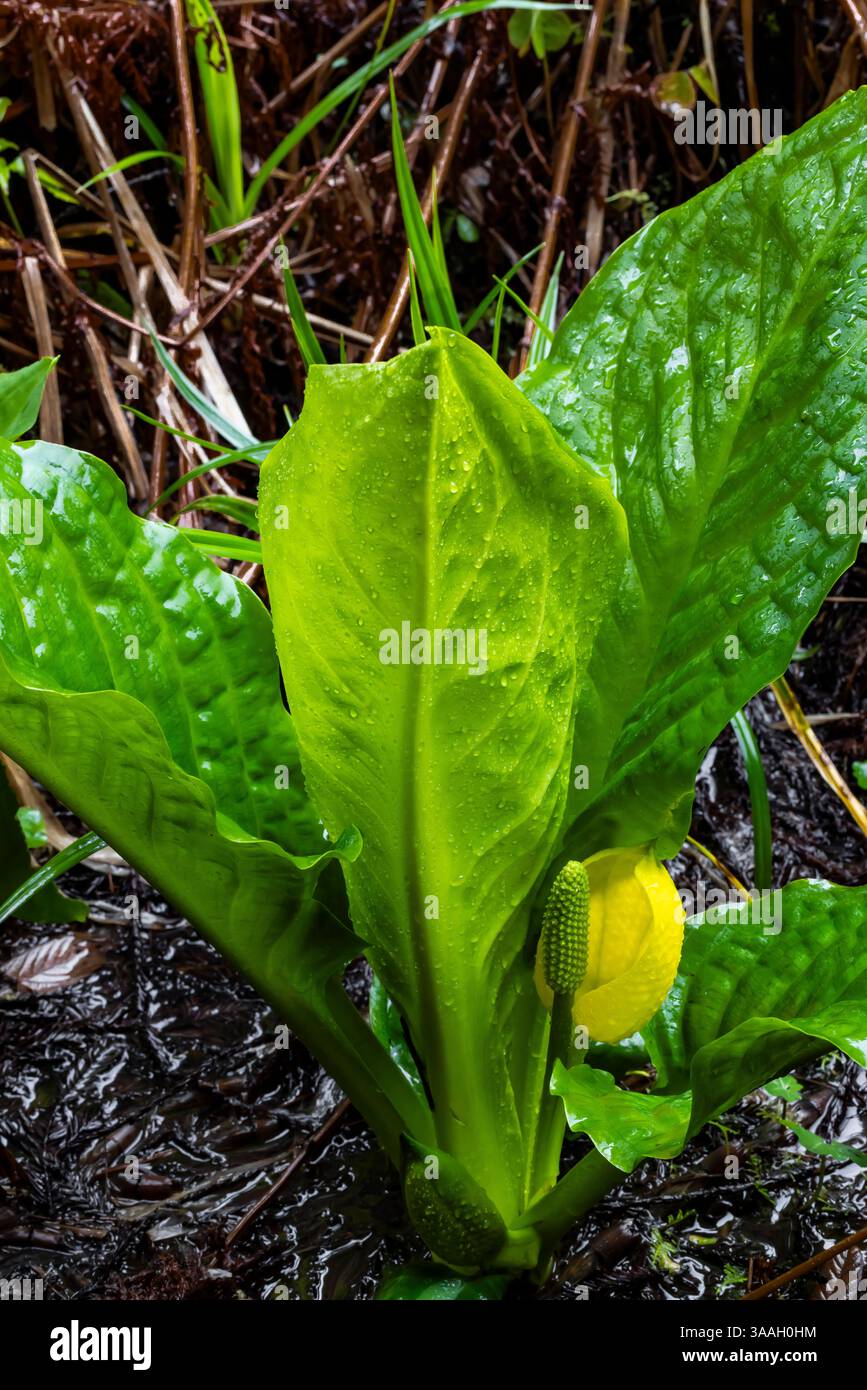 Yellow Skunk Cabbage, Lysichiton americanus, nella zona umida lungo Howland Hill Road nel Jedediah Smith Redwoods State Park, Redwood National e State Park Foto Stock