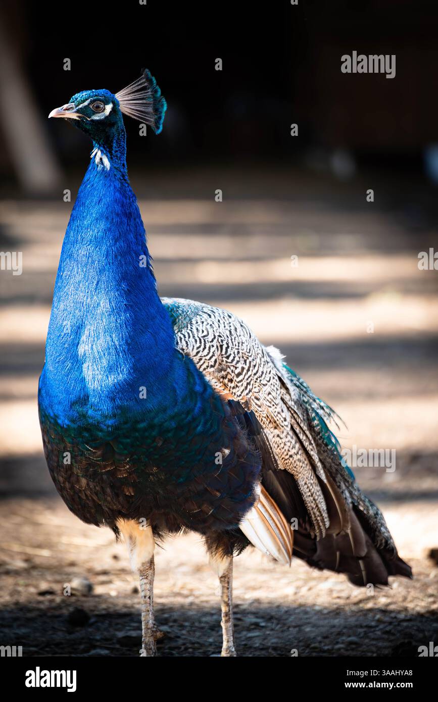 Una Passeggiata Con Un Pavone In Giardino - Carte Da Parati Bagno Carte Da Parati Demural