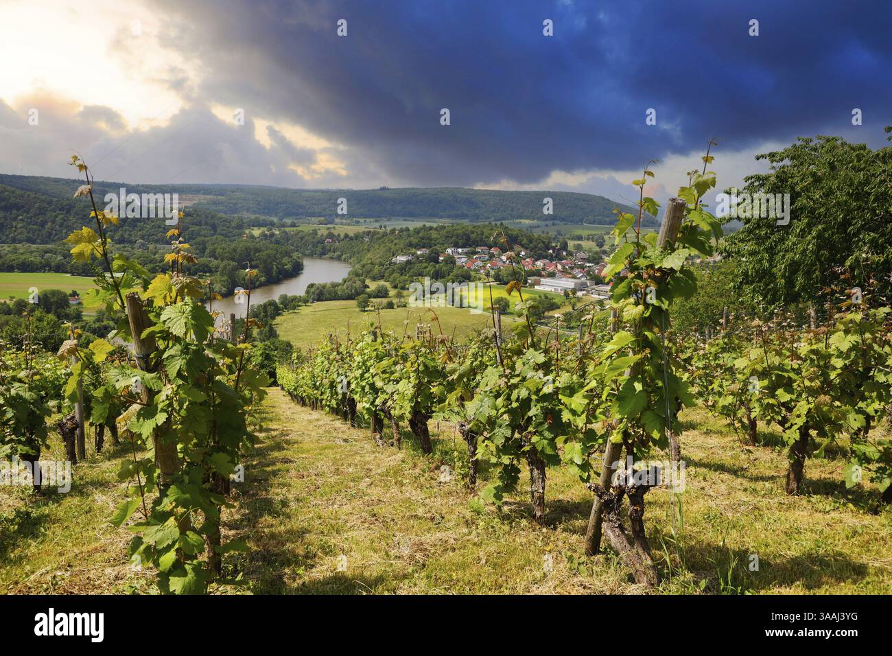 La valle del Neckar, vista dal Michelsberg, Gundelsheim, Baden-Wuerttemberg, Germania, Europa Foto Stock