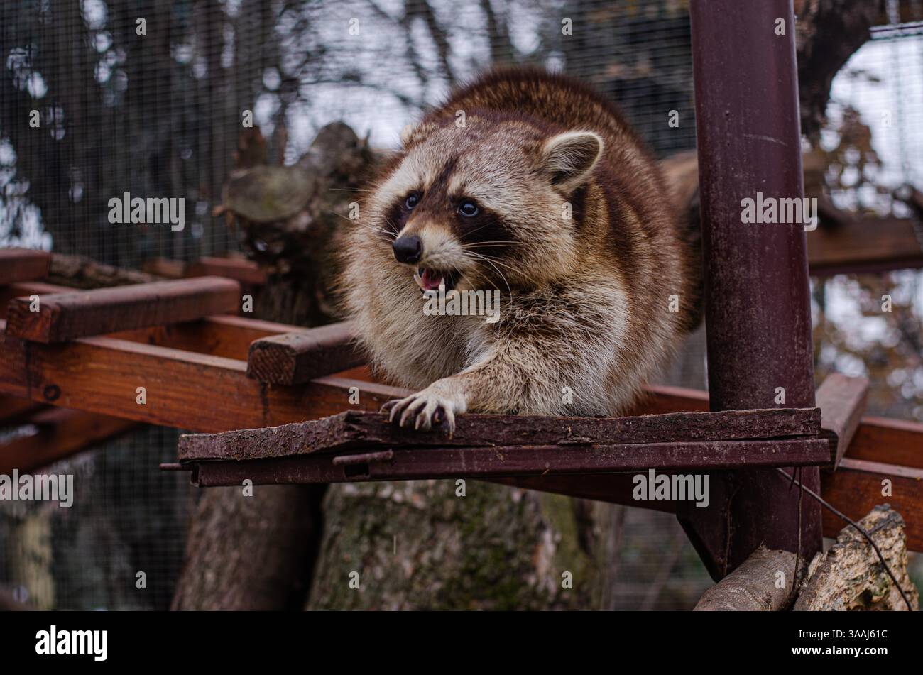 Procione allo zoo, foto di un procione Foto Stock