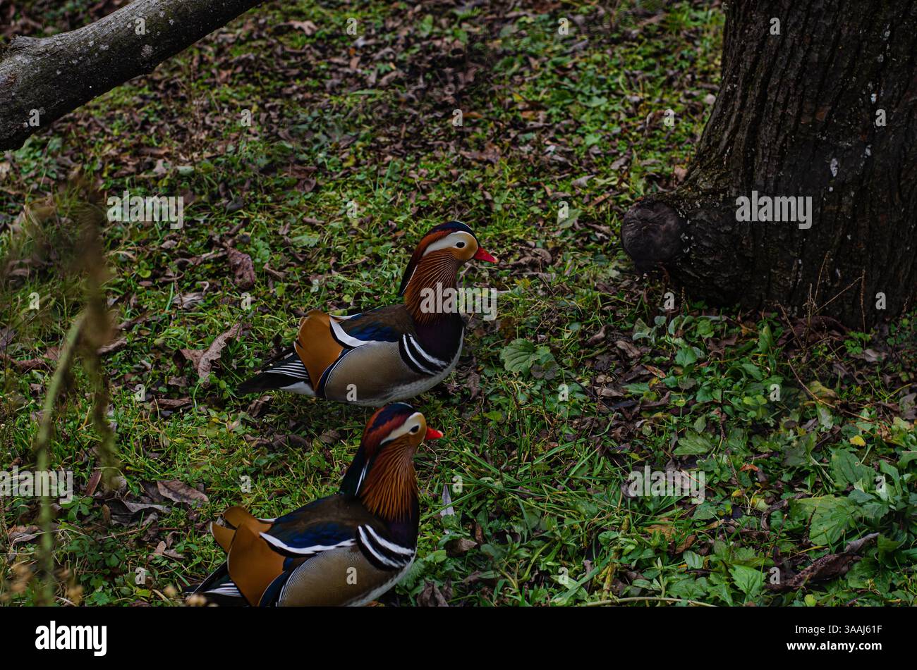 Due anatre mandarine che camminano insieme su un sentiero boschivo Foto Stock