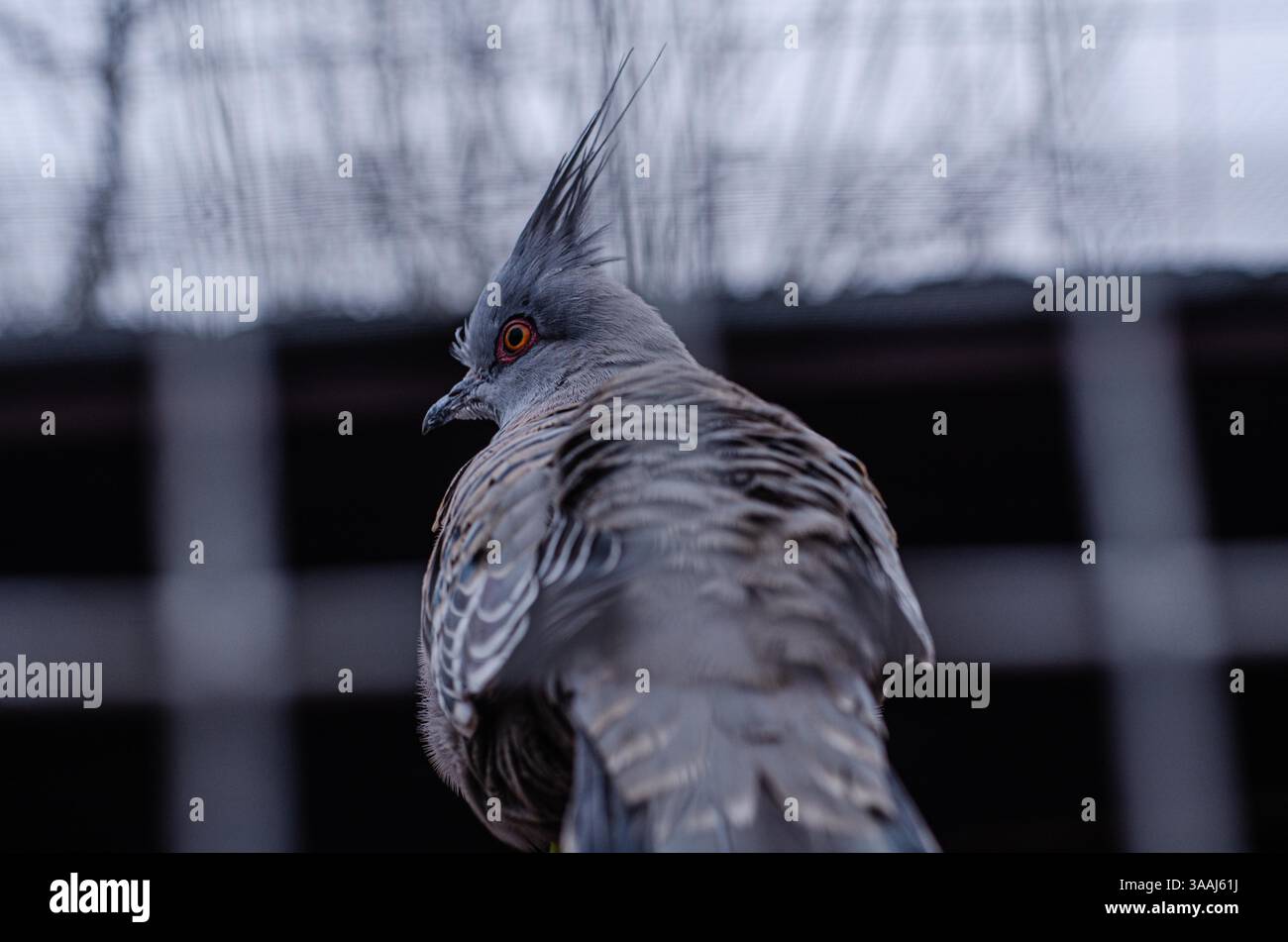 Piccione dalla cresta grigia con testa piumata distintiva Foto Stock