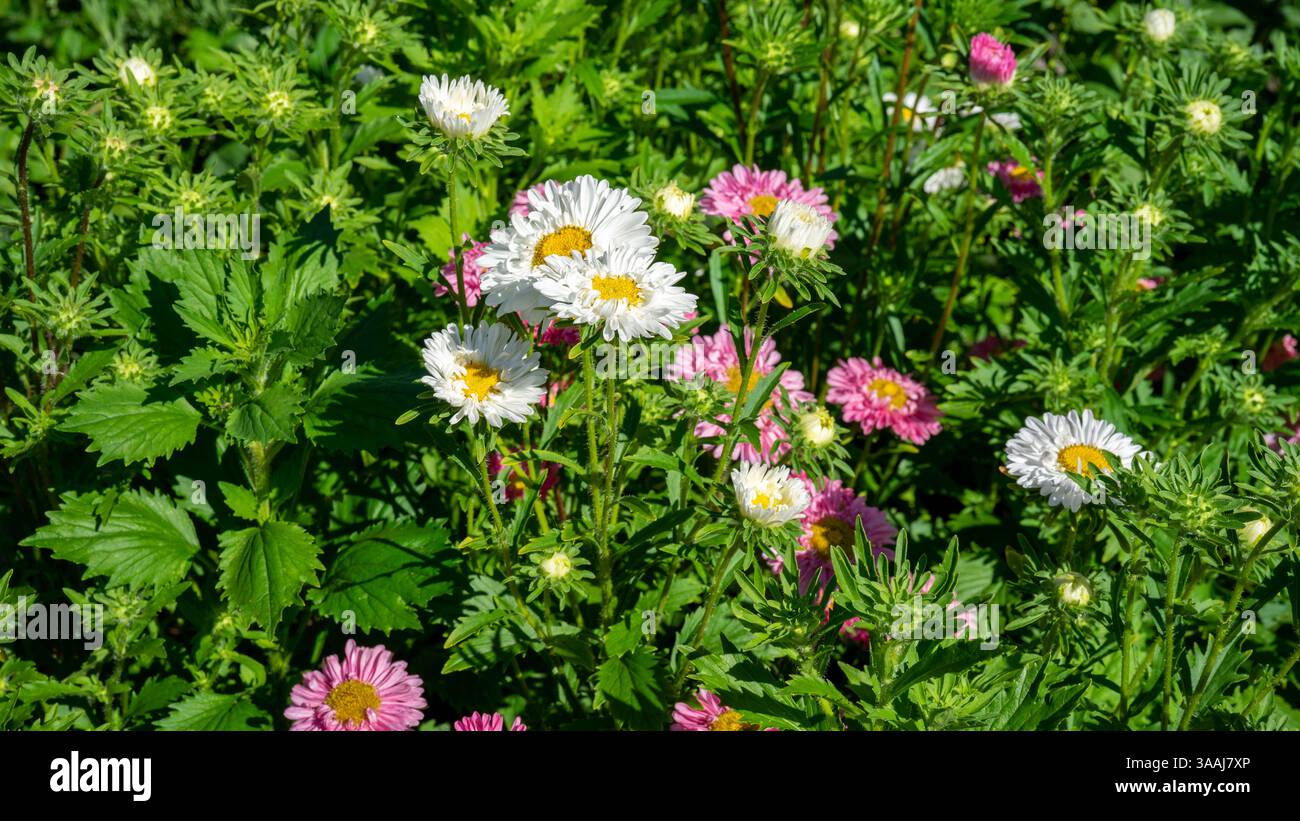 I crisantemi bianchi e rosa o le mamme o i crisantemi sono piante in fiore del genere Chrysanthemum nella famiglia delle Asteraceae. Piante da giardino e floricoltura Foto Stock