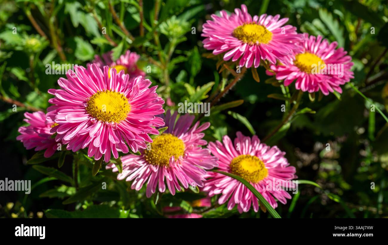 I crisantemi rosa o le mamme o i crisantemi sono piante in fiore del genere Chrysanthemum nella famiglia delle Asteraceae. Piante da giardino e floricoltura o fiori g Foto Stock
