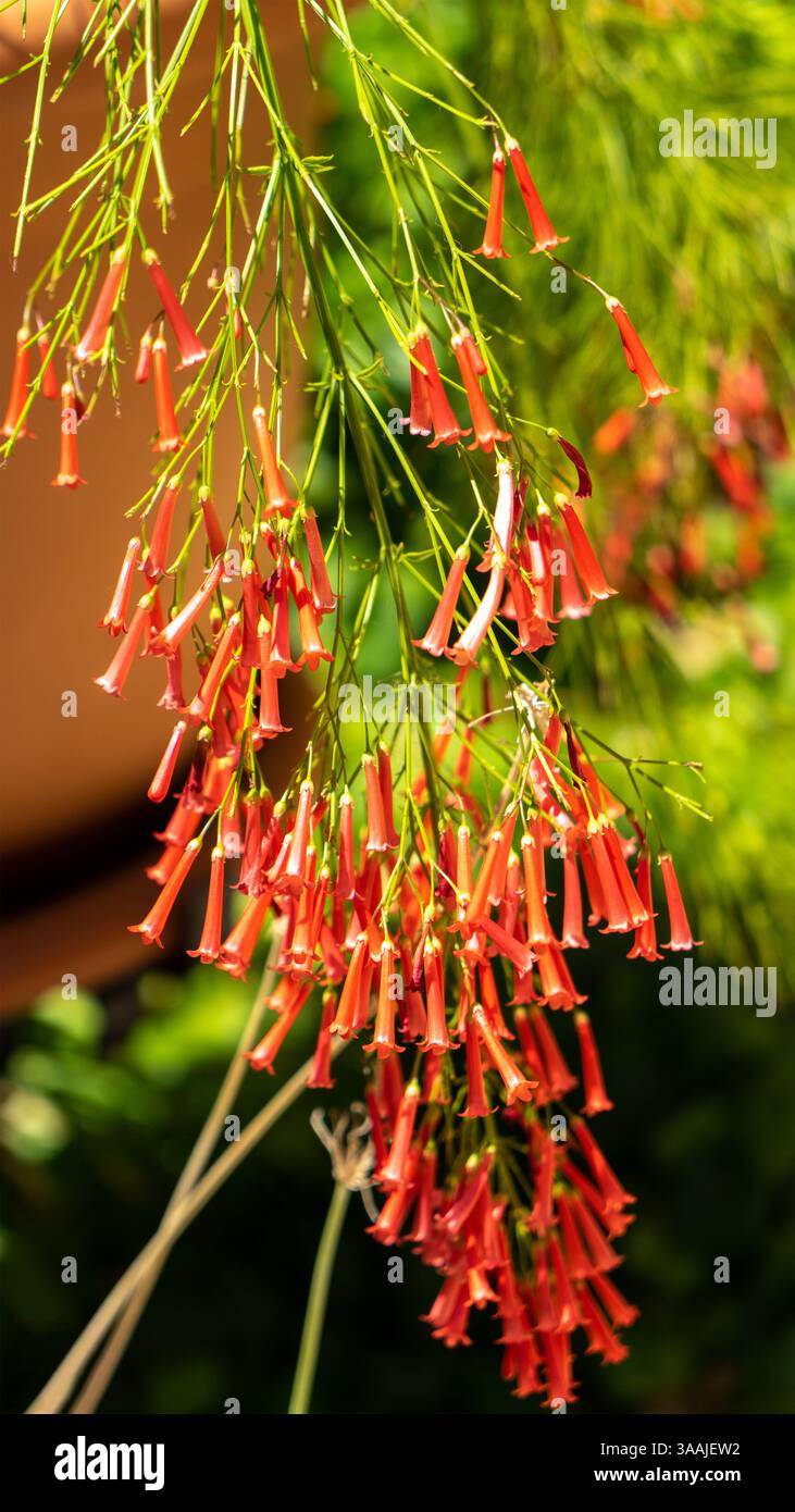 Il bel fiore di russelia o la pianta di fireccia o coralblows è il genere di piante da fiore della famiglia delle piantagioni, Plantaginaceae o veronicaceae. Verticale Foto Stock