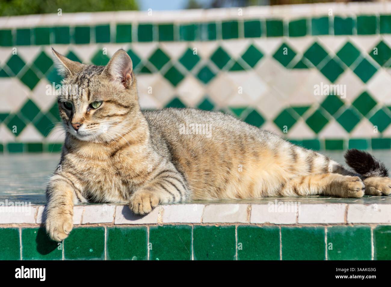 Gatto nel Parc Lalla Hasna a Marrakech, Marocco Foto Stock