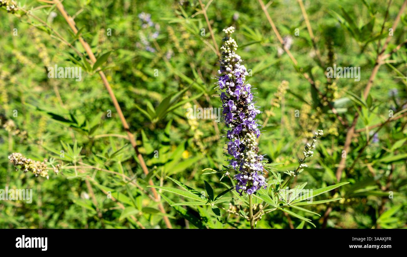 Vitex agnus-castus o albero di casta o castetree o casteberry lilla, o balsamo di Abraham o pepe di monaco è pianta originaria della regione mediterranea. Foto Stock