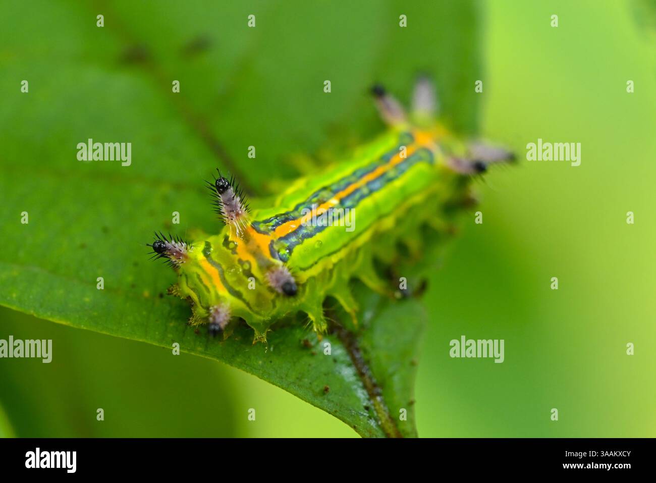 Macrofotografia verde e inquietante caterpillar Foto Stock