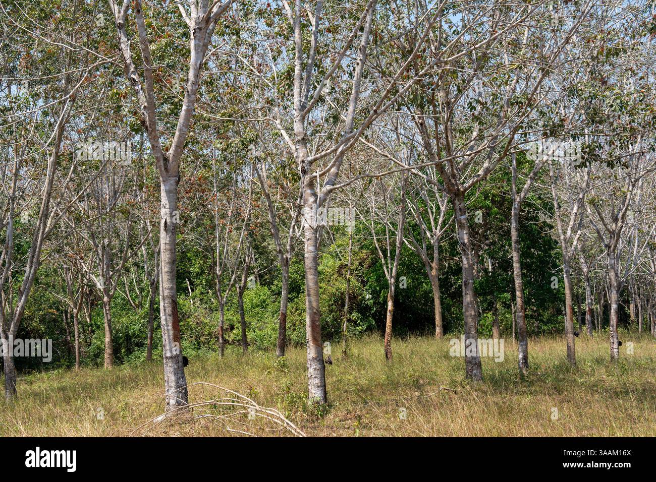 Hevea brasiliensis o Para Rubber Tree, sharinga Tree, seringueira è una pianta in fiore. Il lattice lattiero estratto dall'albero è la fonte primaria di ru naturale Foto Stock