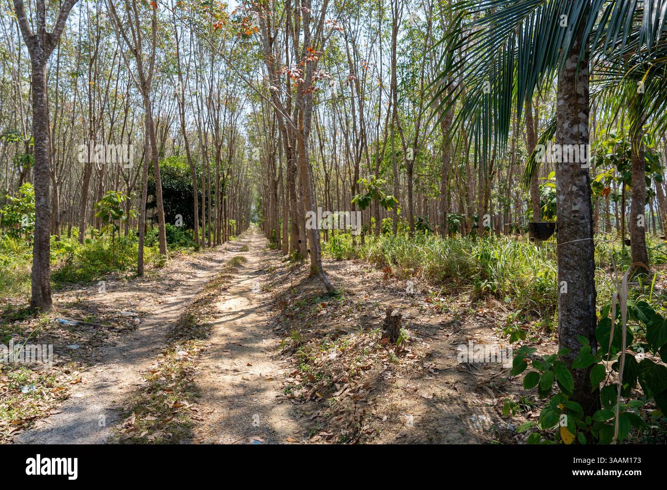 Hevea brasiliensis o Para Rubber Tree, sharinga Tree, seringueira è una pianta in fiore. Il lattice lattiero estratto dall'albero è la fonte primaria di ru naturale Foto Stock