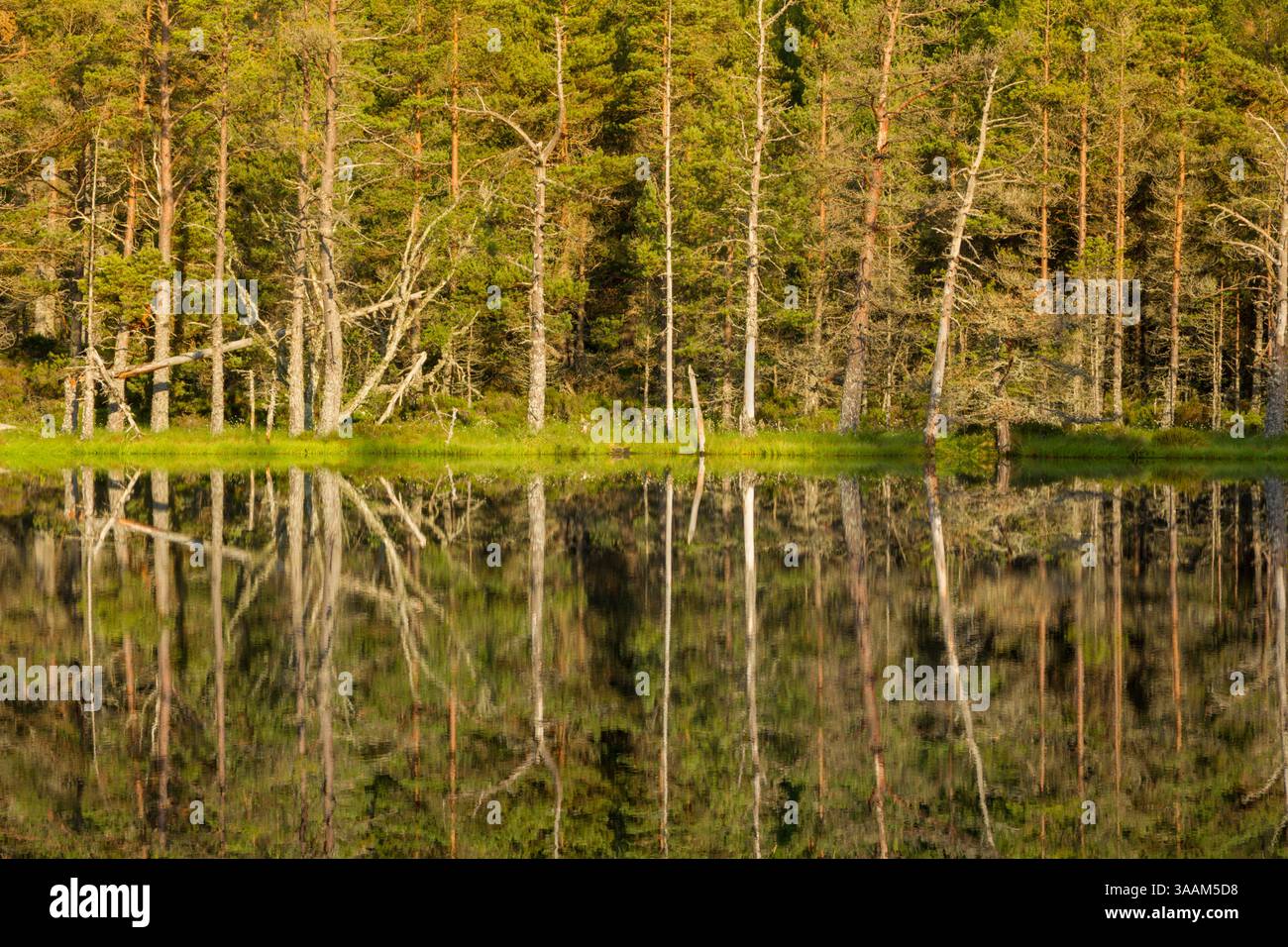 Pino scozzese (Pinus sylvestris) noto anche come pino scozzese, pino Baltico e pino rosso europeo riflesso in Uath Lochan in luce calda Foto Stock