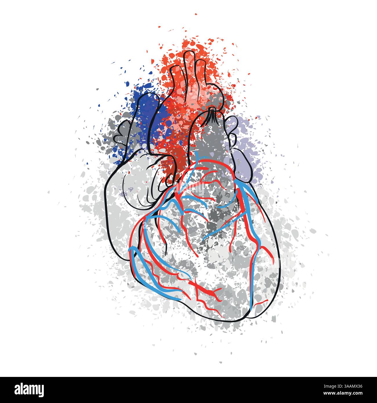 Anatomia del cuore umano in spruzzi di colori brillanti. Rappresentazione realistica di vasi sanguigni, atri e ventricoli. Illustrazione Vettoriale