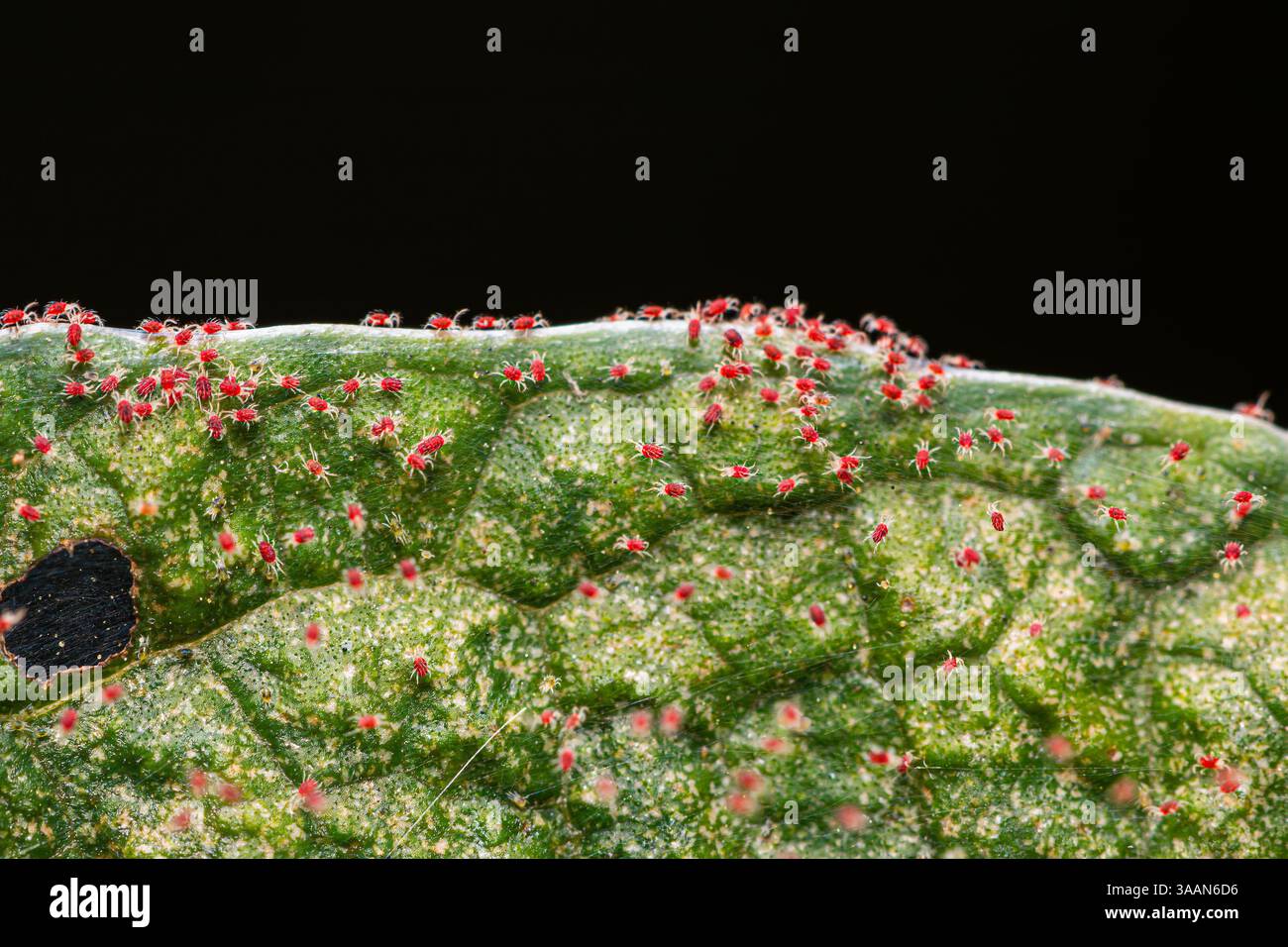 Primo piano rosso acaro ragno (acaro che alimenta le piante) colonia sulle foglie delle piante Foto Stock
