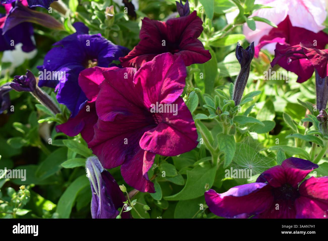 Un giardino fiorito vivace e colorato caratterizzato da vari tipi di petunie in piena fioritura. I fiori mostrano una gamma di colori, tra cui viola, rosso, Foto Stock
