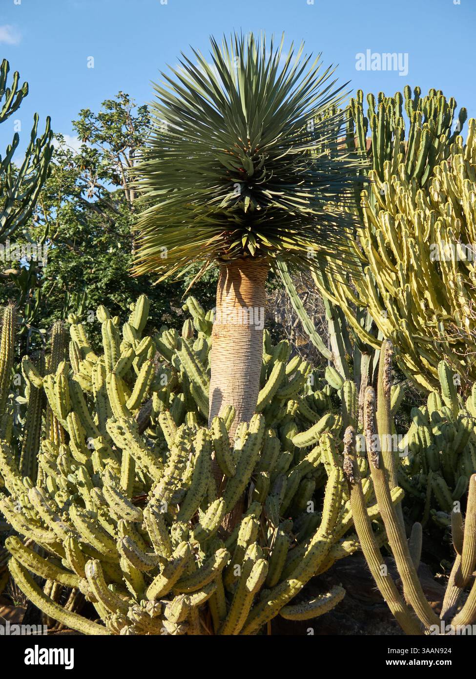 Giardino di cactus al Parque de la Paloma a Benalmádena Costa, Spagna meridionale. Foto Stock