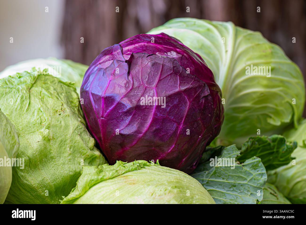 Cavolo rosso (cavolo viola) su cavolo verde e lattuga iceberg Foto Stock