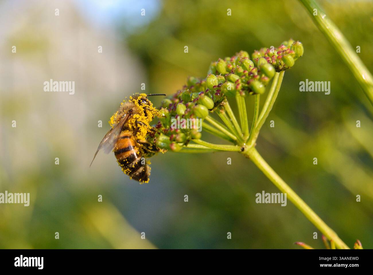 Api ricoperte di polline. Si siede su un fiore Foto Stock