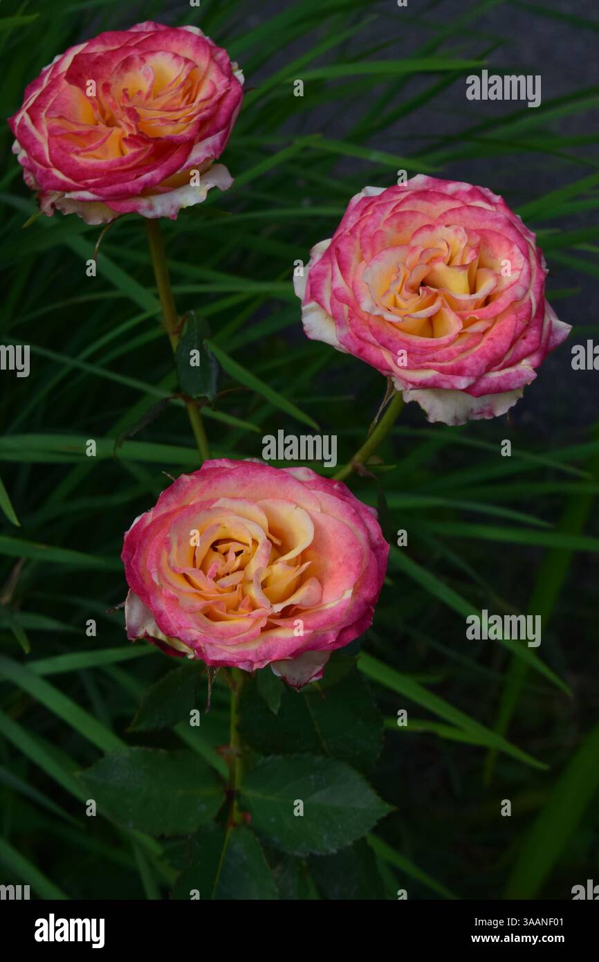 Tre rose con vivaci petali rosa e gialli, adagiate su uno sfondo di foglie verdi. Armonia floreale primaverile Foto Stock
