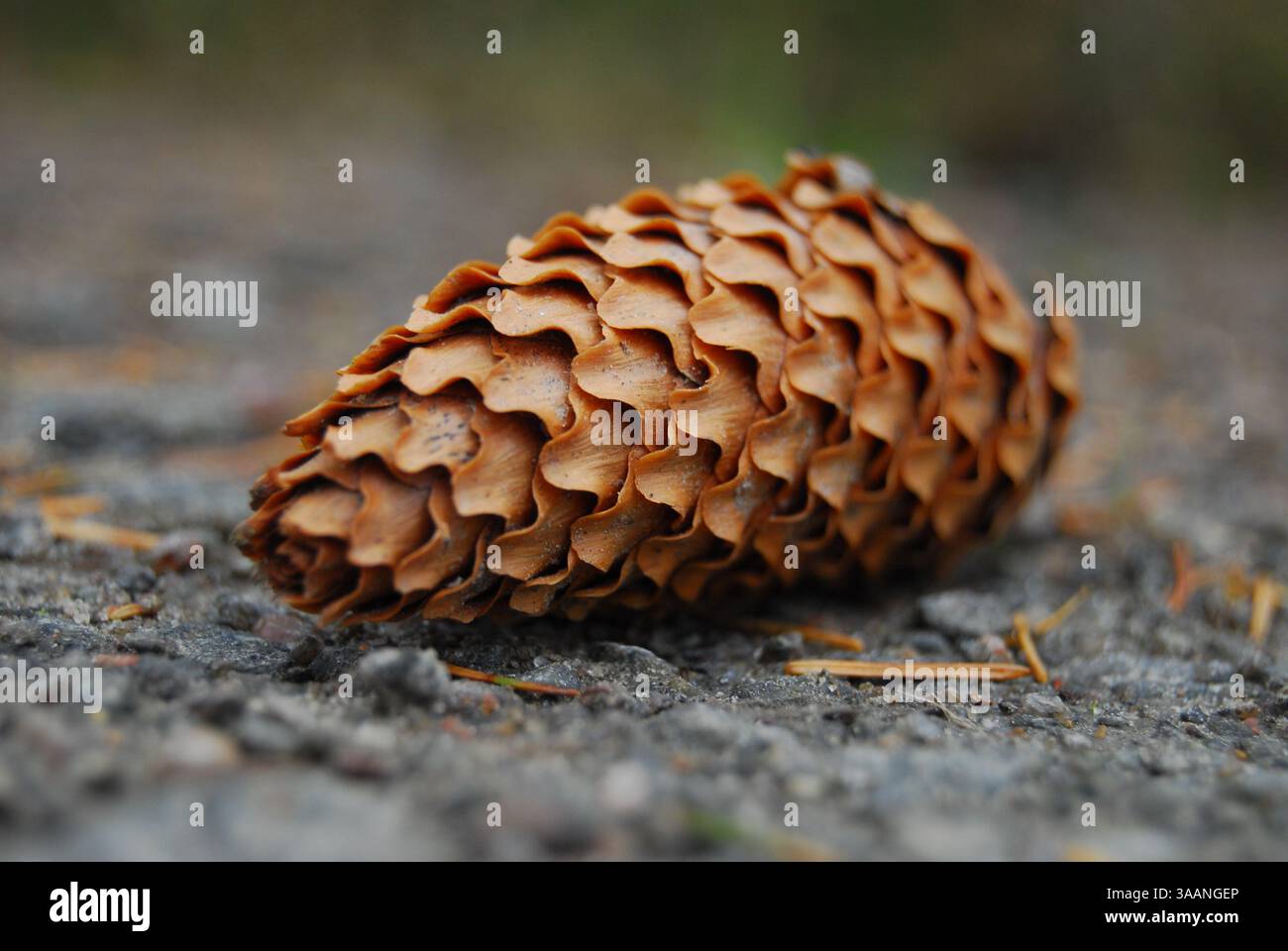 Foto simili Mostra altro Pine Cone sulla strada Foto Stock