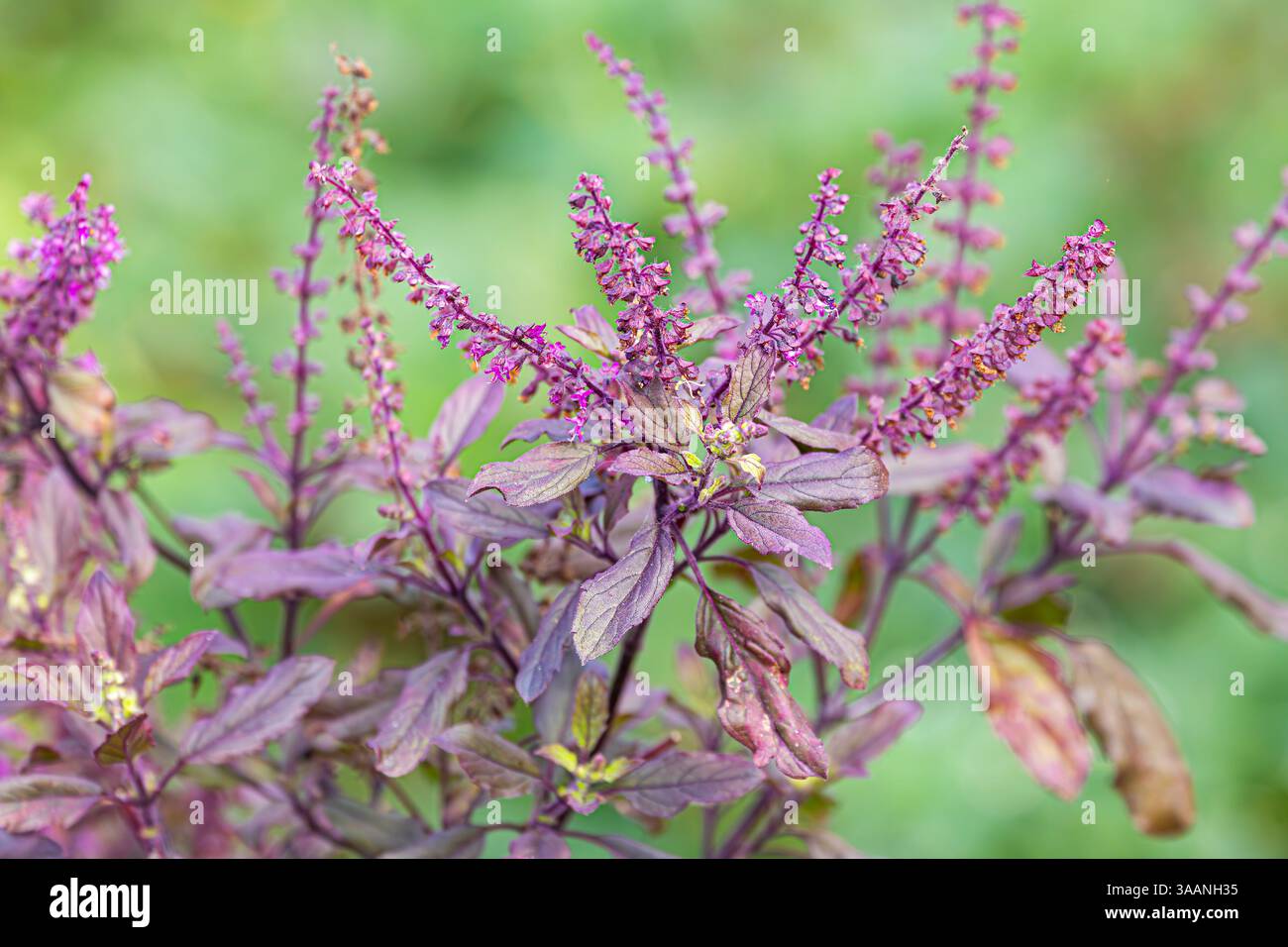 Basilico sacro tailandese, basilico sacro, Tulsi, Tulasi (Ocimum tenuiflorum) variante rossa Foto Stock