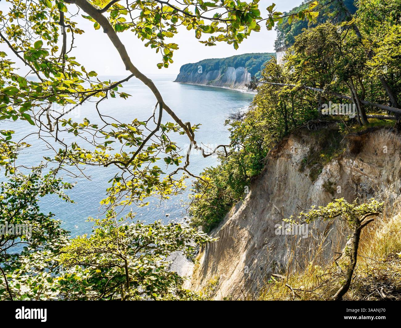 Scogliere di gesso di Stubbenkammer che si innalzano sul Mar Baltico lungo il sentiero escursionistico Hochuferweg nel Parco Nazionale di Jasmund, Rügen, Meclemburgo-Vorpommern, Germania Foto Stock