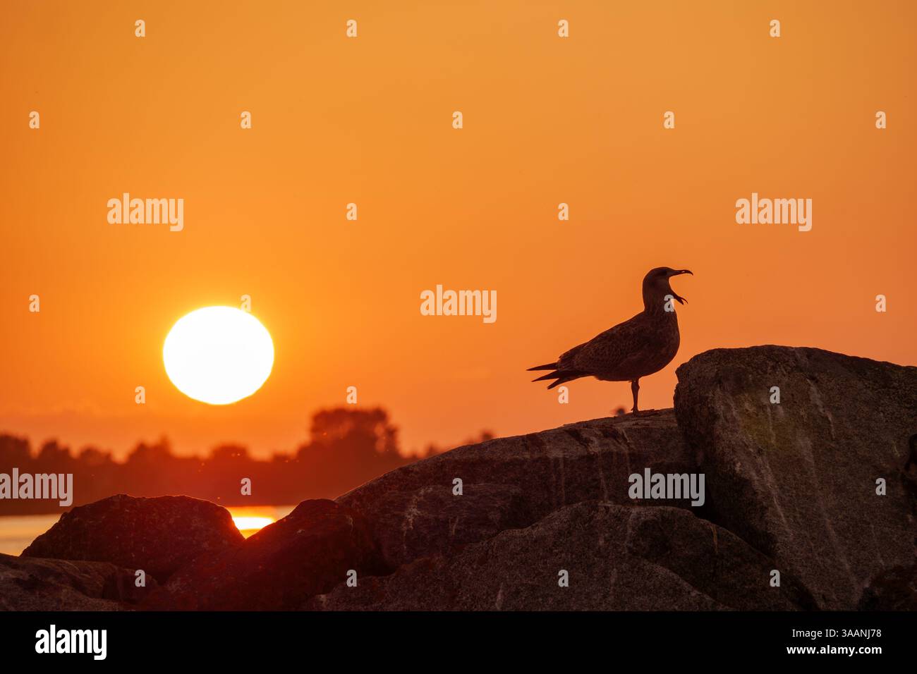 Sagoma di giovane gabbiano aringhe che urla per il cibo in piedi sulle rocce contro il vibrante tramonto nel porto di Wiek, Rügen, Germania Foto Stock