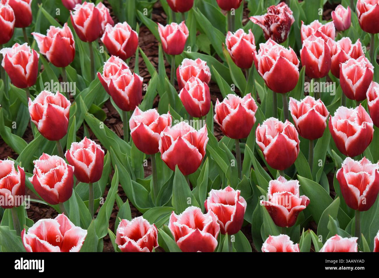 Un campo vibrante di tulipani rossi con bordi bianchi, adagiati contro foglie verdi. I fiori sono in piena fioritura, creando un netto contrasto con il verde Foto Stock