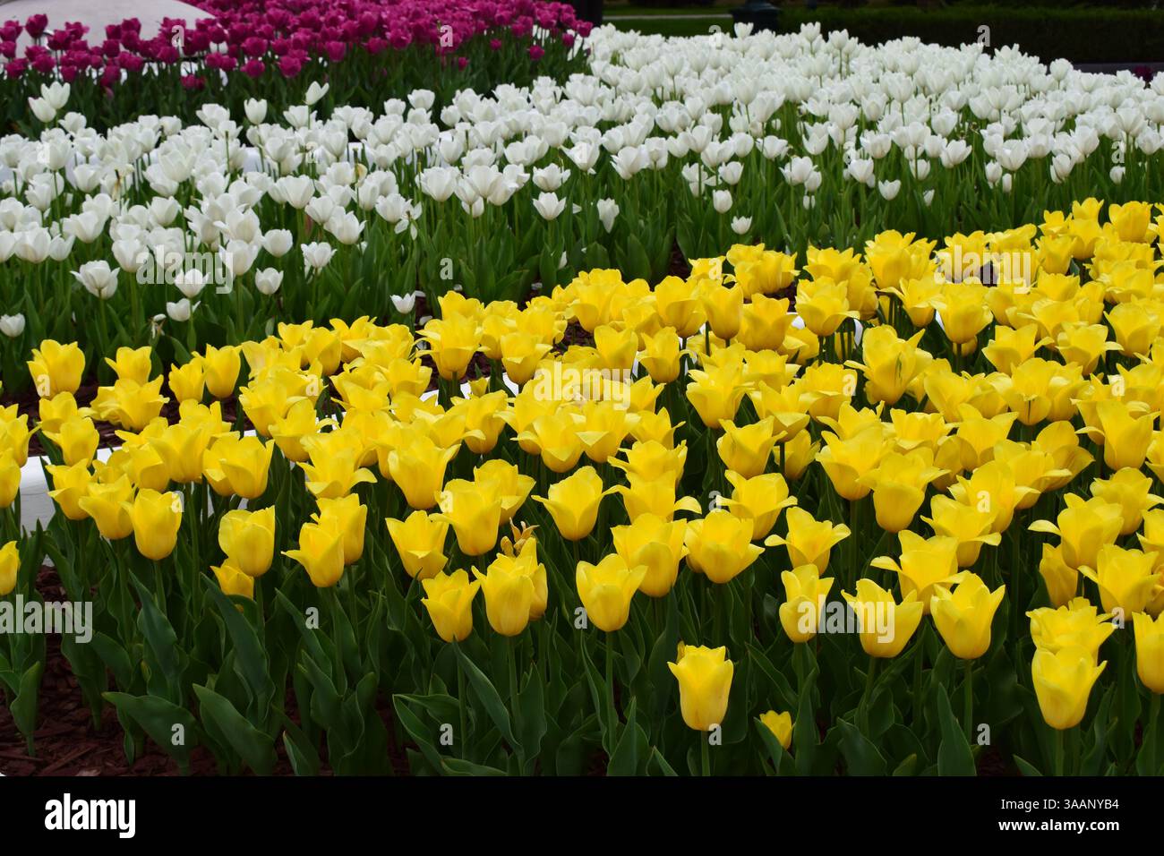 Un giardino con file di tulipani di diversi colori. Nella parte anteriore sono presenti tulipani gialli luminosi, seguiti da tulipani bianchi al centro. Sullo sfondo, Foto Stock