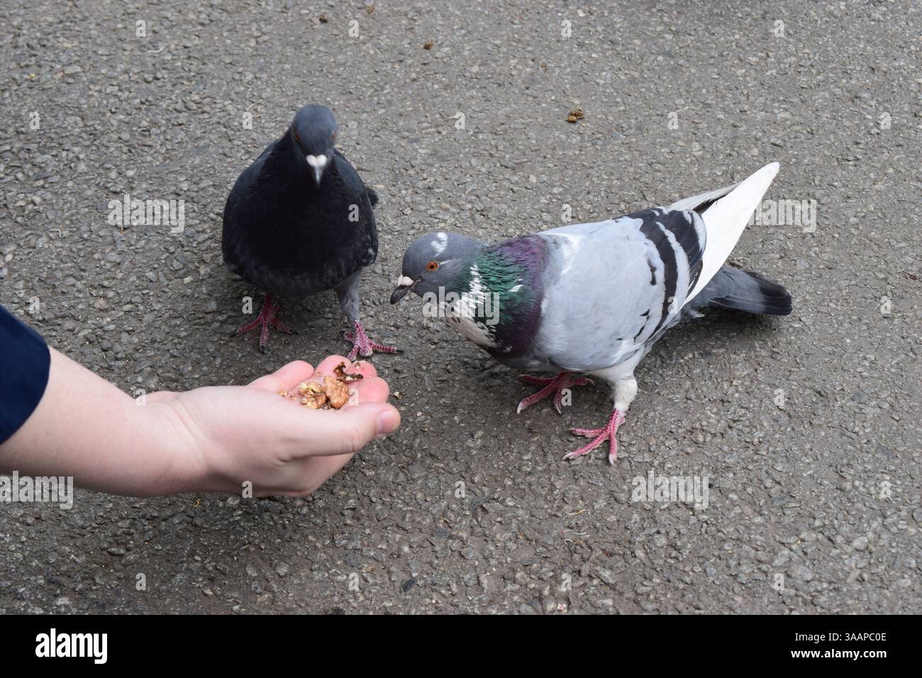Una mano sta dando da mangiare a due piccioni su una superficie pavimentata. Un piccione è grigio scuro, l'altro è grigio chiaro con piume iridescenti del collo. La mano tiene un Foto Stock