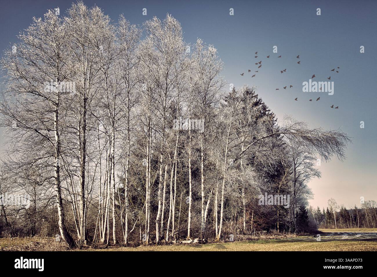 ARTE FOTOGRAFICA: Scena brughiera vicino a Benediktbeuern, Oberbayern, Germania di Edmund Nagele FRPS Foto Stock