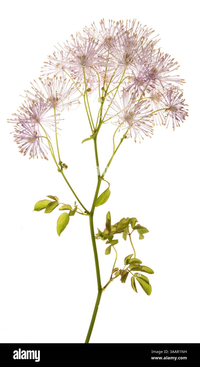 Columbine prato rue isolato su bianco Foto Stock