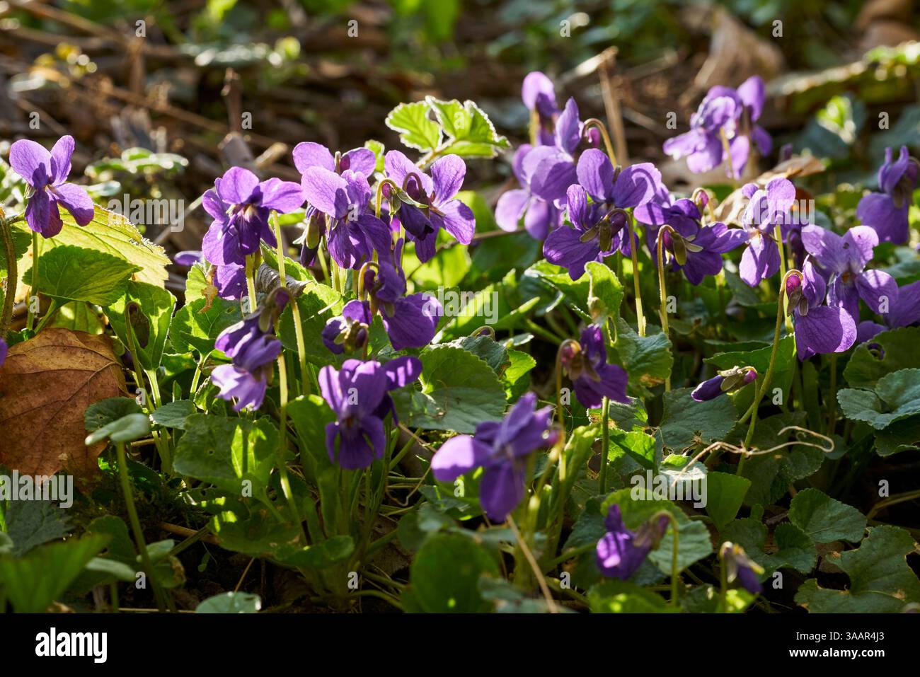 Duftveilchen viola odorata blühen am 31.03.2025 im Wald am Itelteich bei Walkenried im Naturschutzgebiet Gipskarstgebiet bei Bad Sachsa im Südharz a Niedersachsen, Deutschland le violette dolci fioriscono il 31 marzo 2025 presso lo stagno Itel vicino a Walkenried, nell'area di protezione della natura gypsum Karst area Bad Sachsa in bassa sassonia, Germania Foto Stock