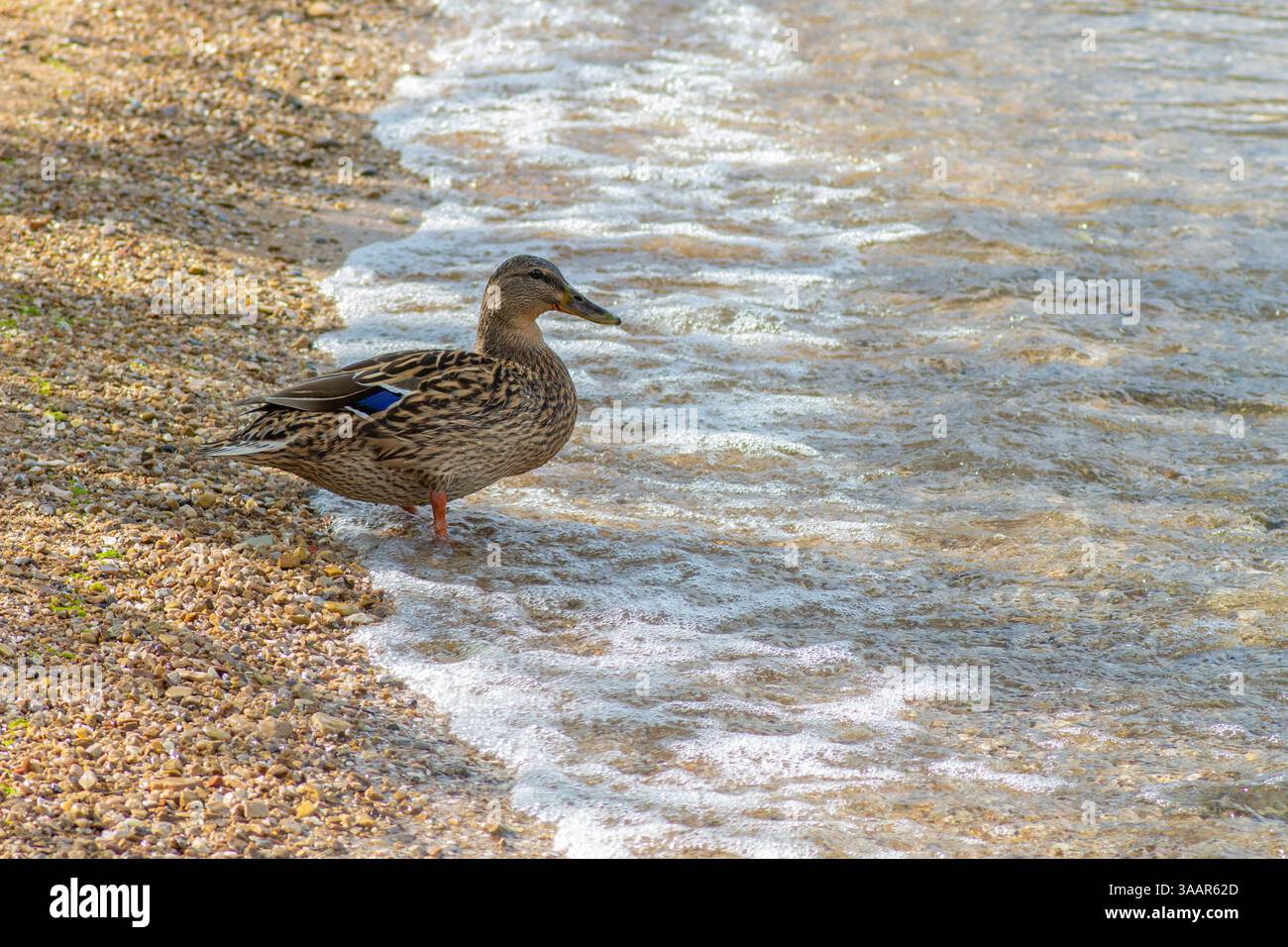 Anatra Mallard (Anas platyrhynchos) in piedi nel mare. Foto Stock