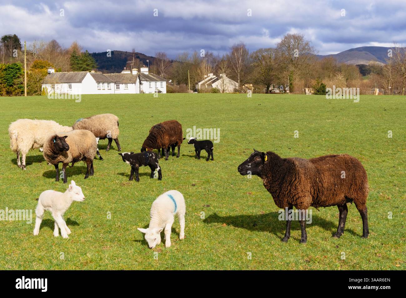 Pecore e agnelli appena nati in un campo in primavera nel Lake District National Park fuori dal villaggio di Hawkshead, Westmorland e Furness, Cumbria, Inghilterra, Regno Unito Foto Stock
