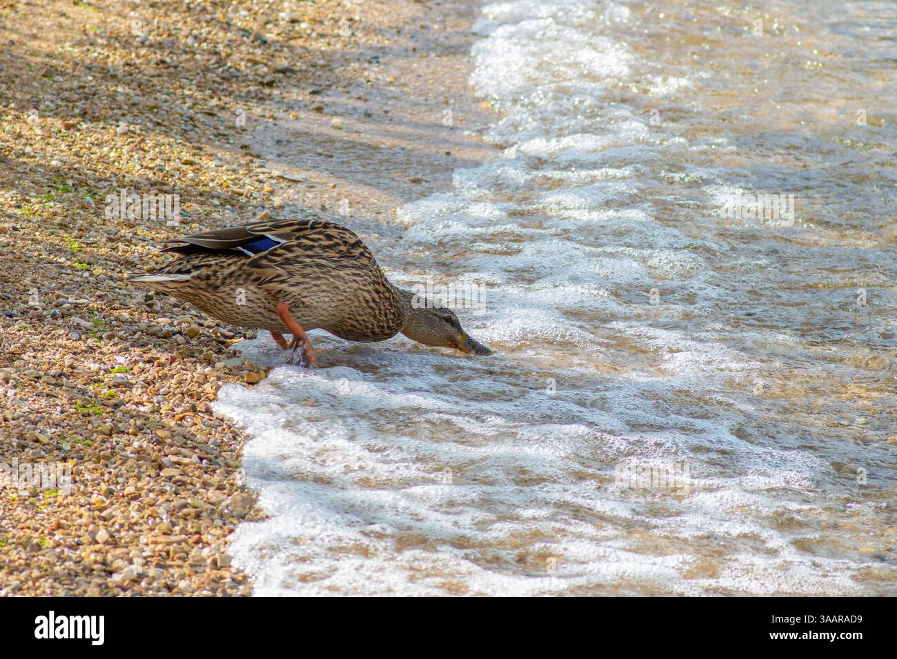 Anatra Mallard femmina (Anas platyrhynchos) bere acqua di mare: Comportamenti inusuali degli uccelli. Foto Stock
