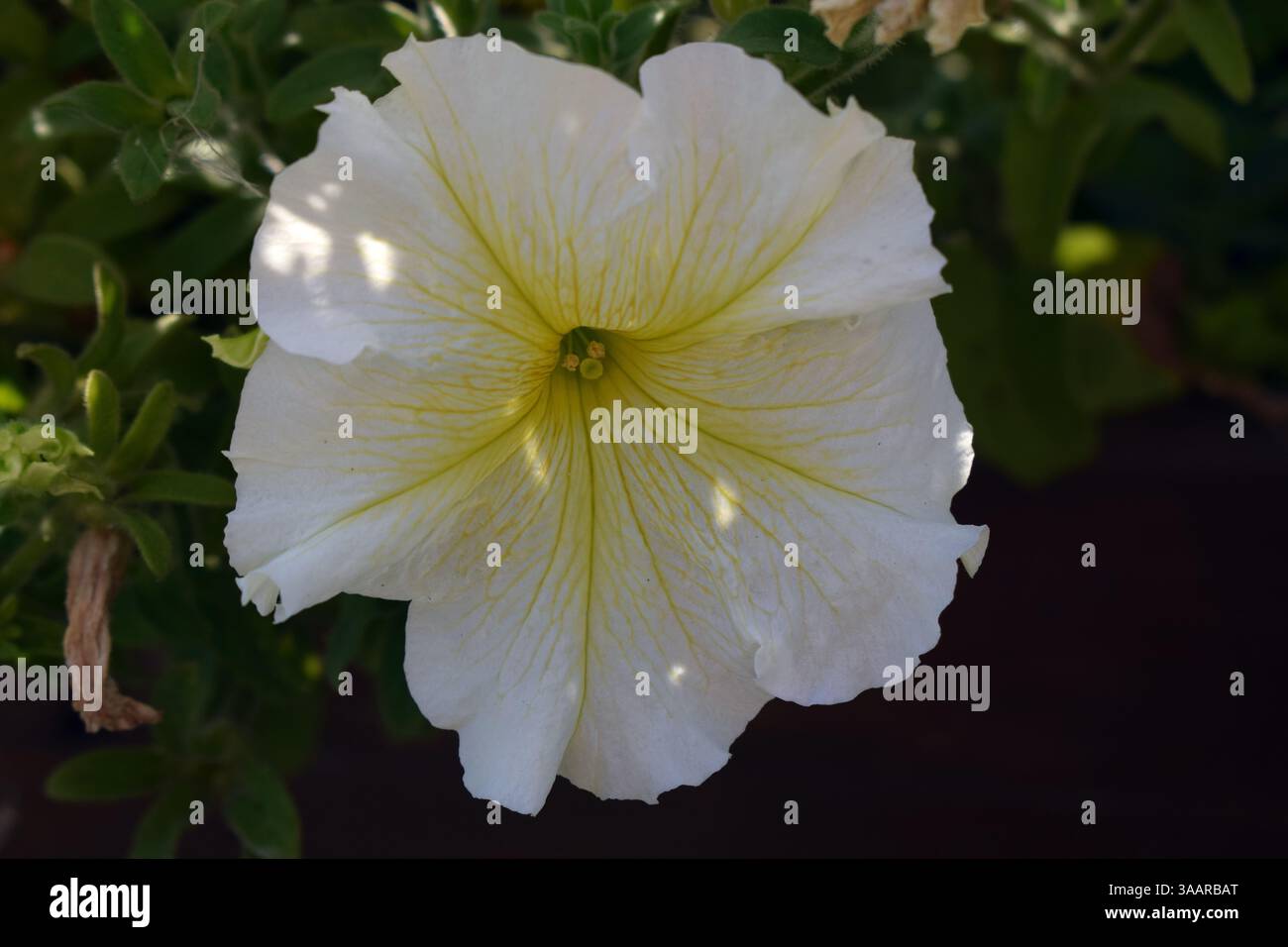 Un fiore bianco con ampi e morbidi petali, una petunia, circondata da foglie verdi. E' piantato in una pentola di legno ed e' in un ambiente esterno con visibile Foto Stock