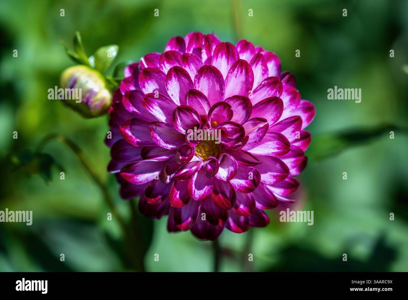 dahlia "piccolo Robert" fiore Foto Stock