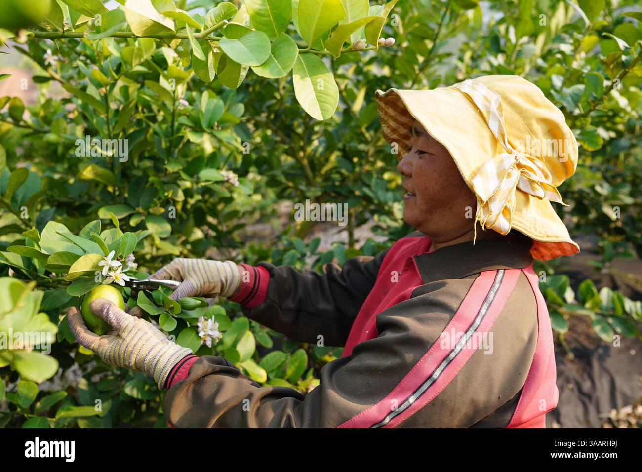 (250401) -- RUILI, 1° aprile 2025 (Xinhua) -- Un agricoltore preleva limoni in una base di piantagione di limone nel Ruili, nella provincia dello Yunnan, nel sud-ovest della Cina, 31 marzo 2025. Sulla base dei suoi vantaggi naturali unici, Ruili ha migliorato la sua industria della piantagione di limone attraverso la piantagione su larga scala, l'empowerment tecnologico e l'intera catena industriale. Alla fine del 2024, l'area di piantagione di limone in Ruili aveva raggiunto i 28.000 mu (circa 1.867 ettari) con un valore di produzione annuo di 114 milioni di yuan (circa 15,7 milioni di dollari). L'industria ha anche creato posti di lavoro per più di 3.000 famiglie. (Xinhua/Gao Yongwei) Foto Stock