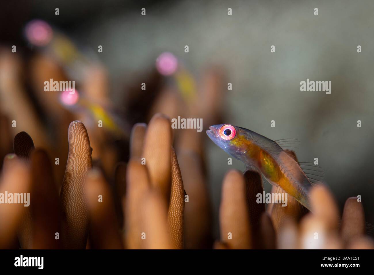 Un piccolo goby con grandi occhi rosa poggia su corallo, Anilao, Filippine. Foto Stock