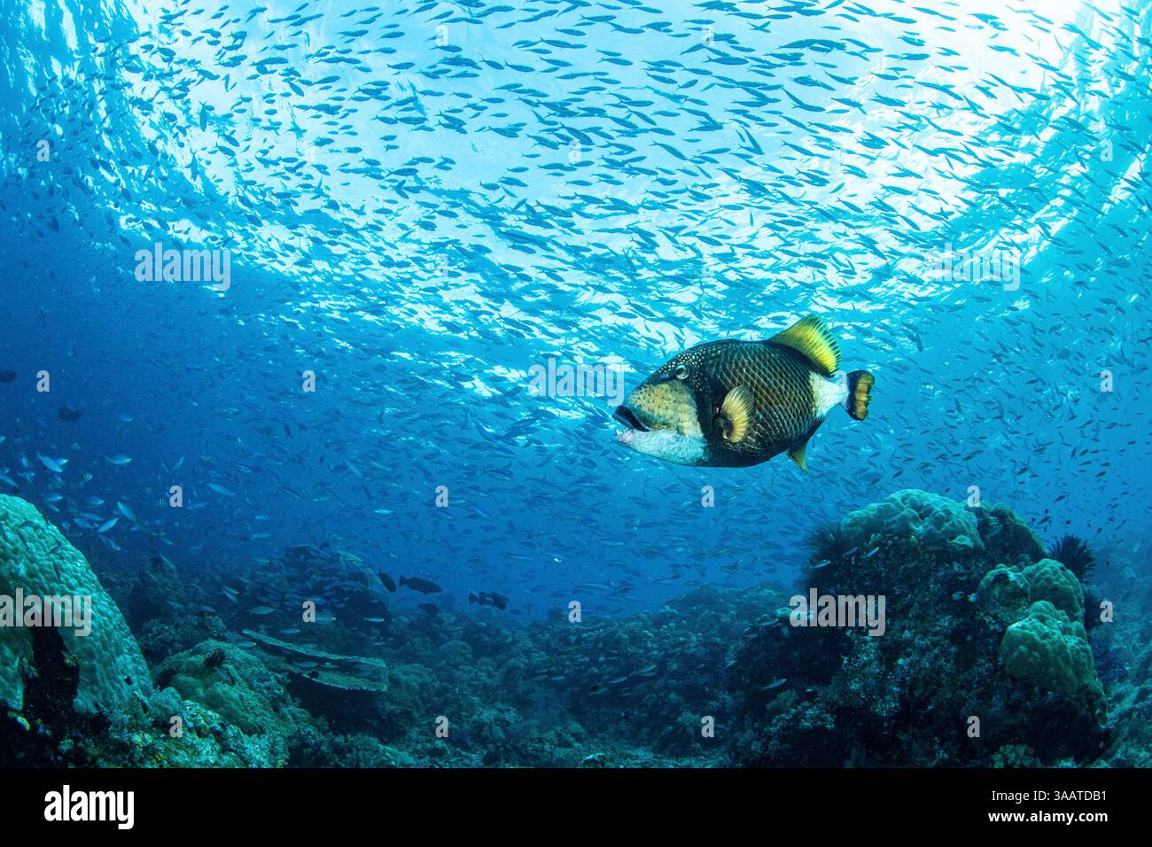 Un pesce triggerfish nuota con una scuola di piccoli pesci, Raja Ampat, Indonesia. Foto Stock