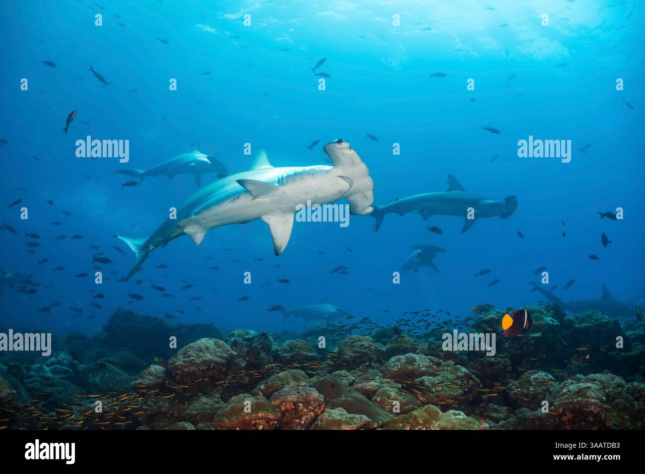 Una scuola di squali martello, alle Galapagos. Foto Stock