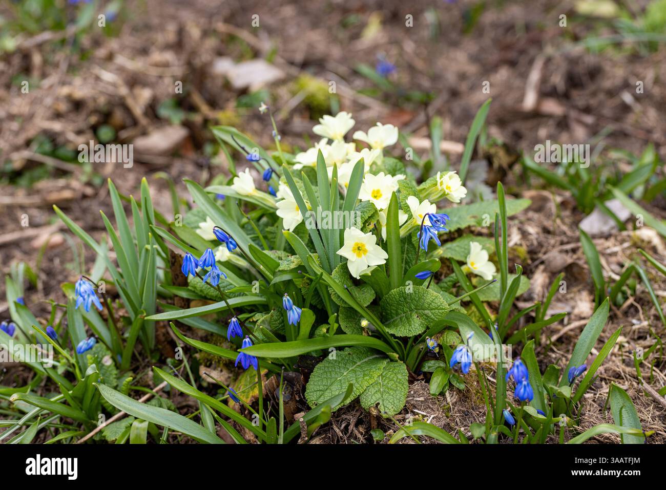 Scilla blu e primizie gialle fiorite a marzo in un giardino primaverile, Wiltshire, Inghilterra, Regno Unito Foto Stock