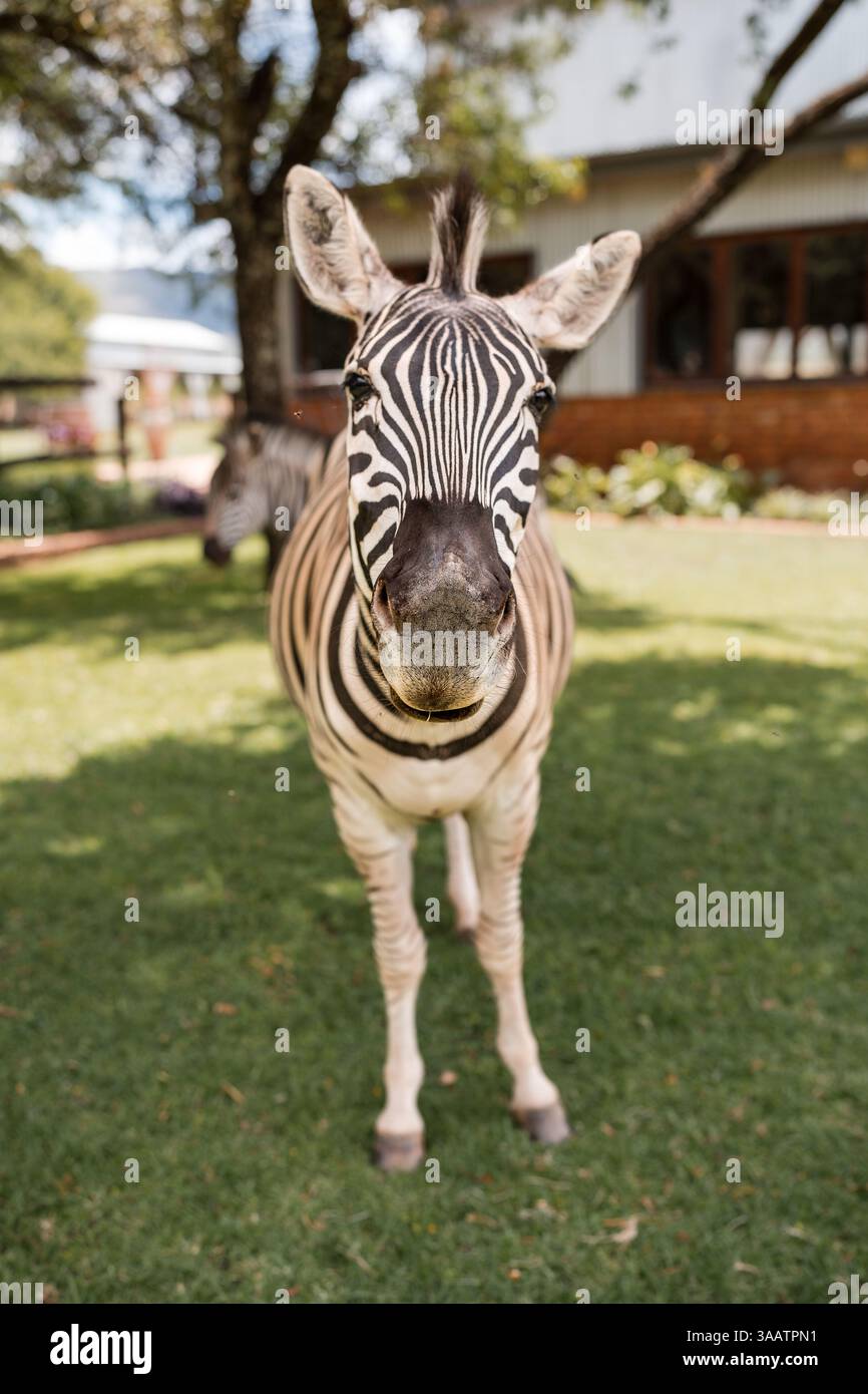 Primo piano del viso di una zebra, evidenziando le sue righe audaci e la trama intricata della pelliccia. Foto Stock