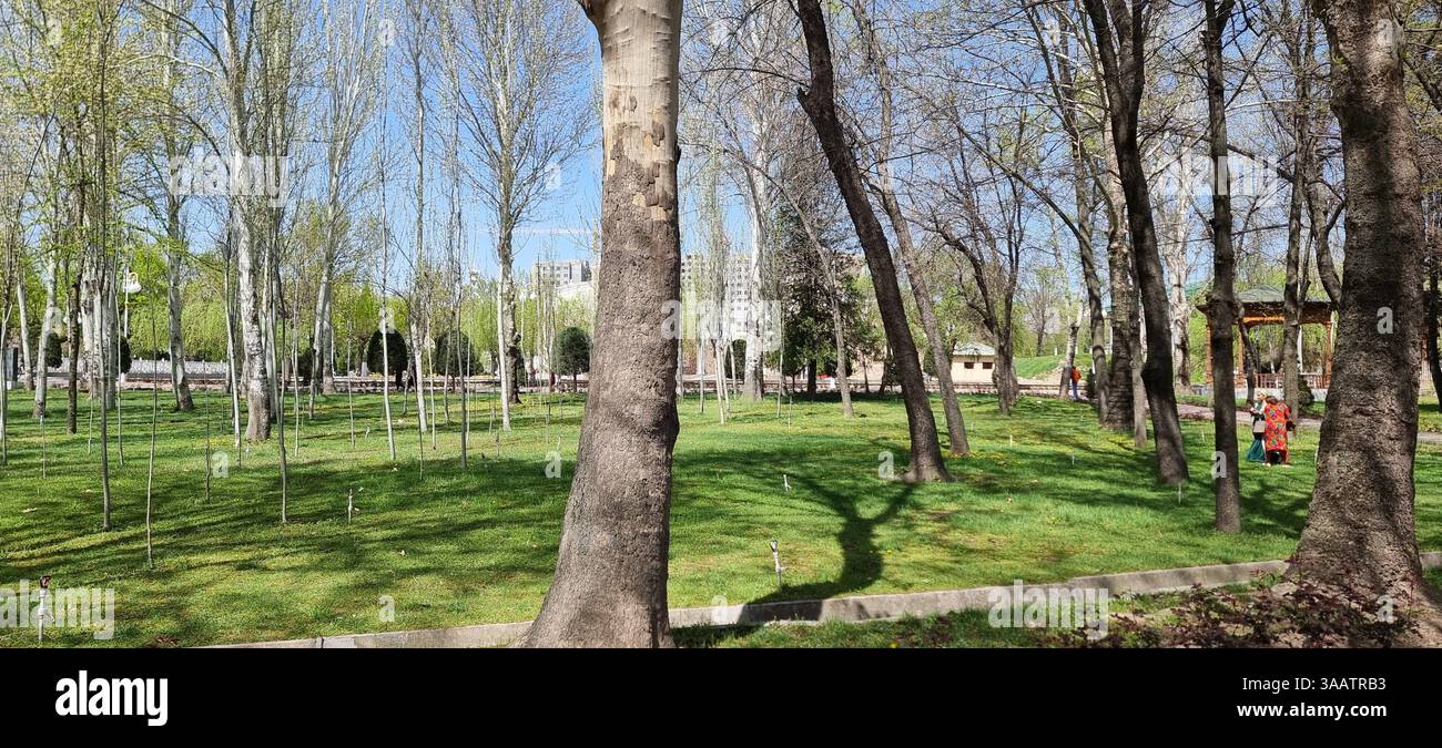 La bellezza primaverile del Parco Firdavsi a Dushanbe Foto Stock