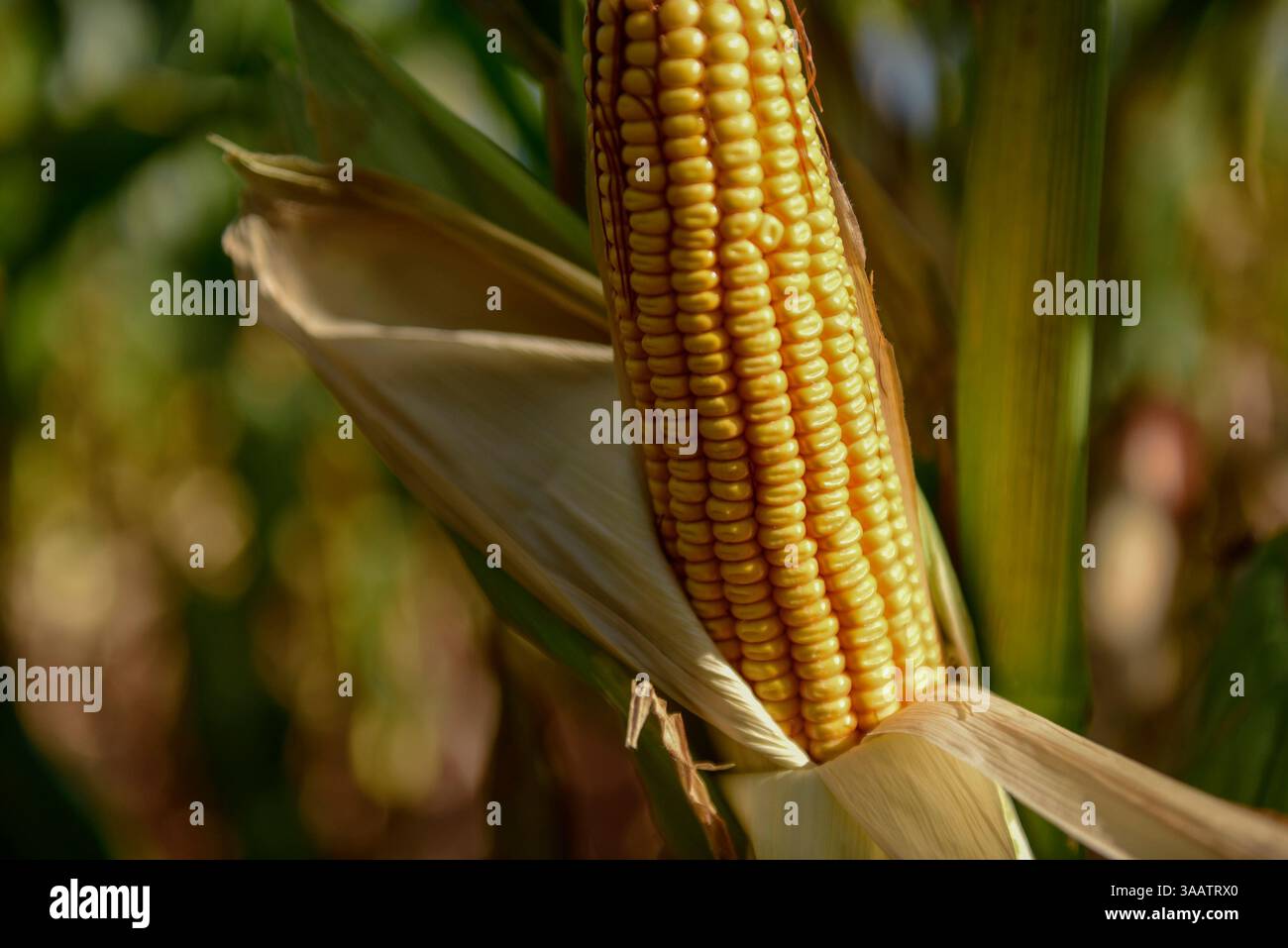 Banconote da un dollaro con semi di mais (Zea mays) concetto agroalimentare di produzione agricola e dollari agricoli in Argentina" Foto Stock