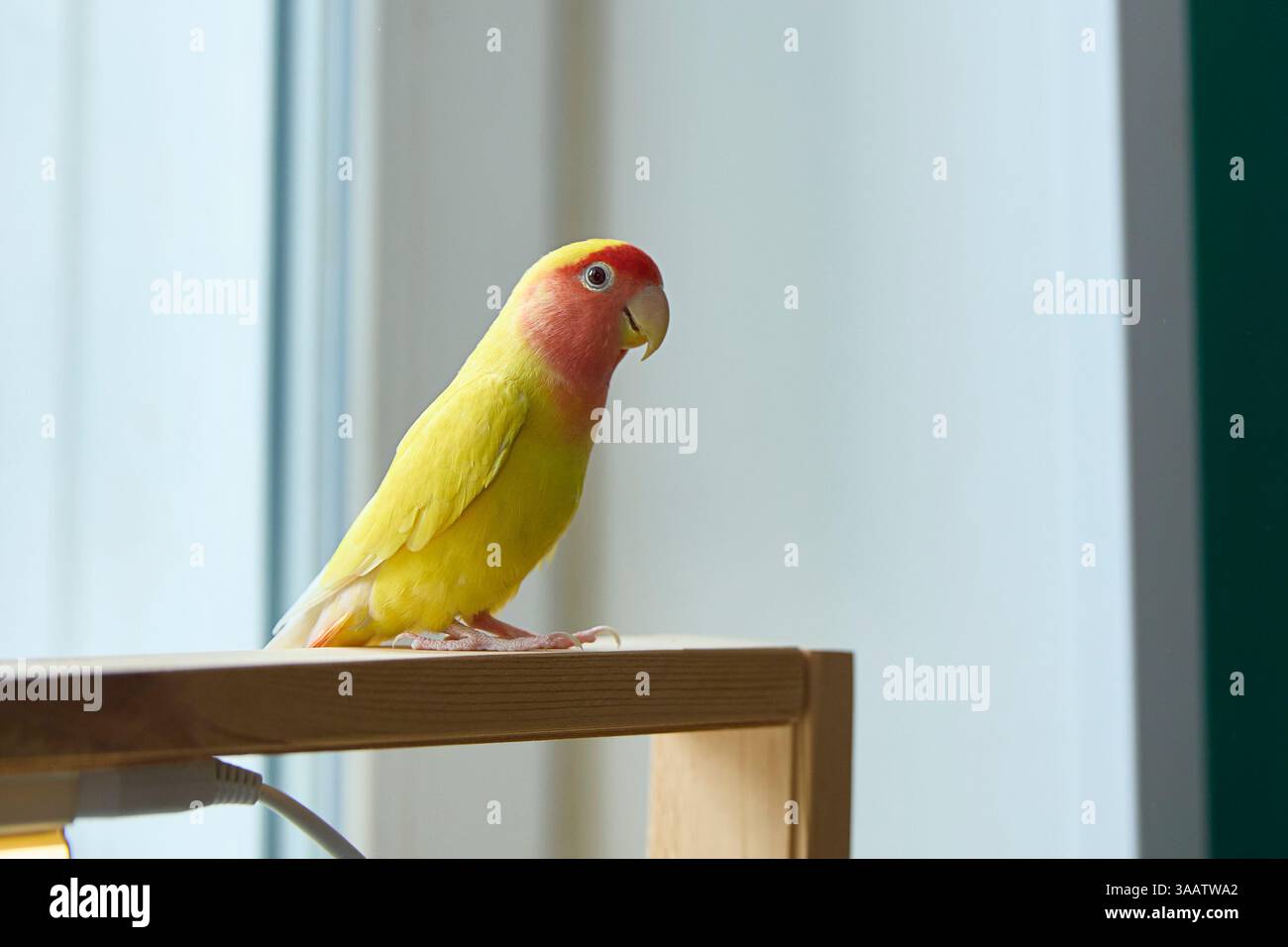 Un amaro colorato con piumaggio giallo brillante e rosso poggia su una mensola di legno vicino a una finestra. L'uccello mostra un comportamento calmo, aggiungendo un tocco di nat Foto Stock